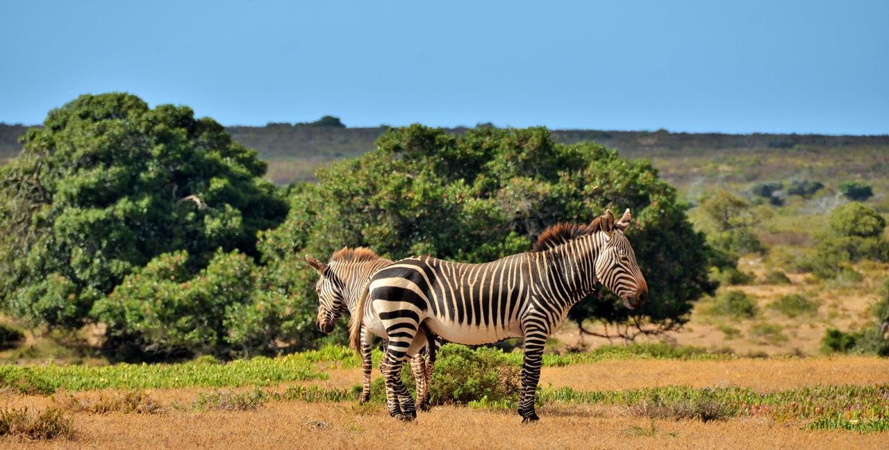 De Hoop Collection Suites De Hoop Nature Reserve Eksteriør bilde